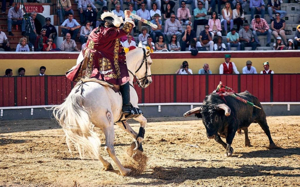 Cavaleiro-António-Telles-Foto-Frederico-Henriques