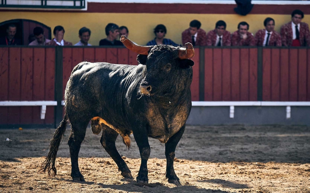 Toiro-Vila-Franca-foto-Frederico-Henriques