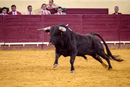 FESTIVAL TAURINO DO BULLFEST